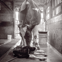 California Farm Bureau 2024 photo contest winners