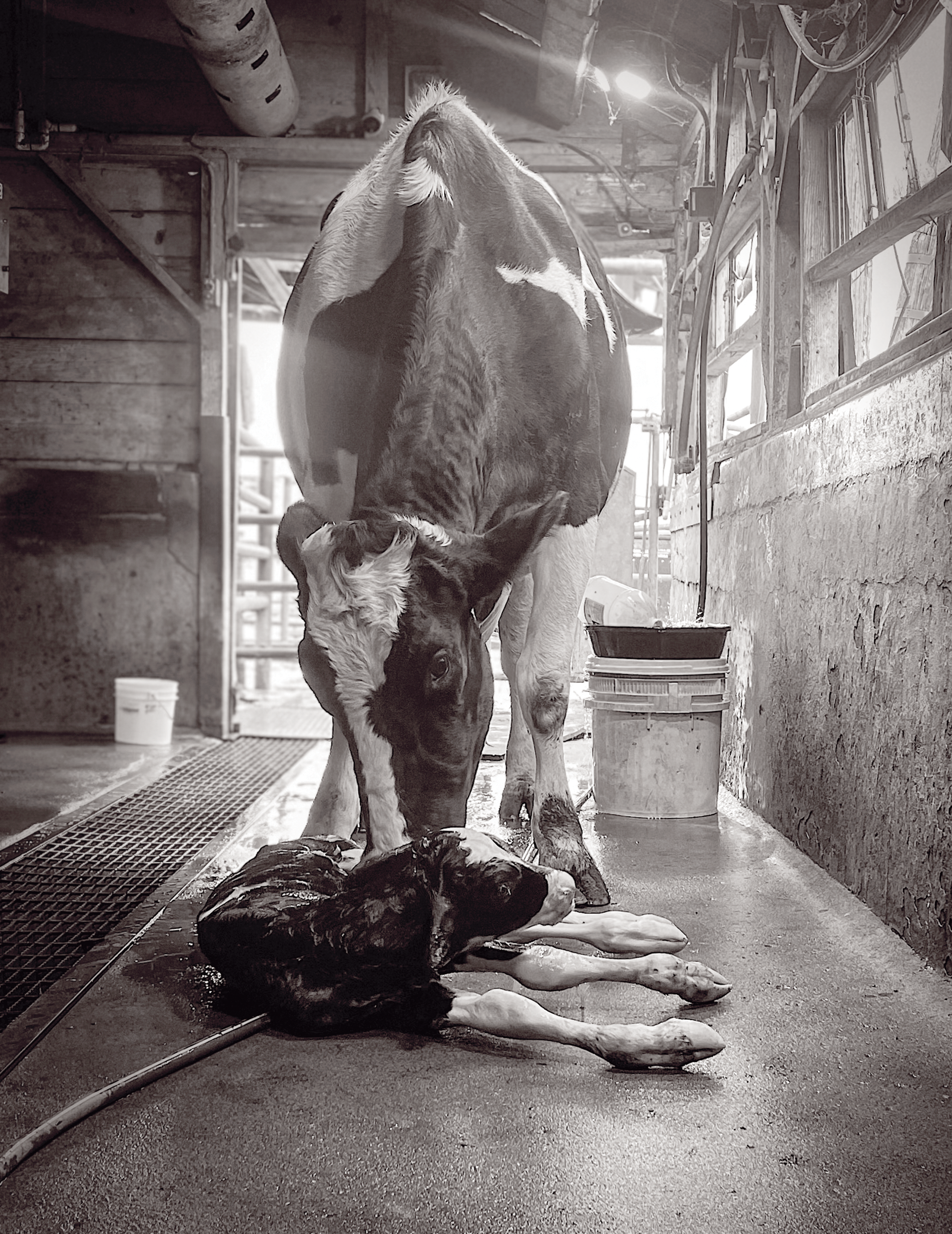 California Farm Bureau 2024 photo contest winners