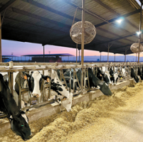 Despite cheaper feeds, dairies emphasize nutrition