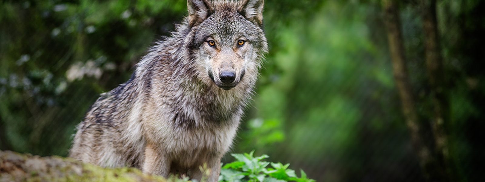Wolf reports show continued&nbsp;livestock losses, more packs&nbsp;