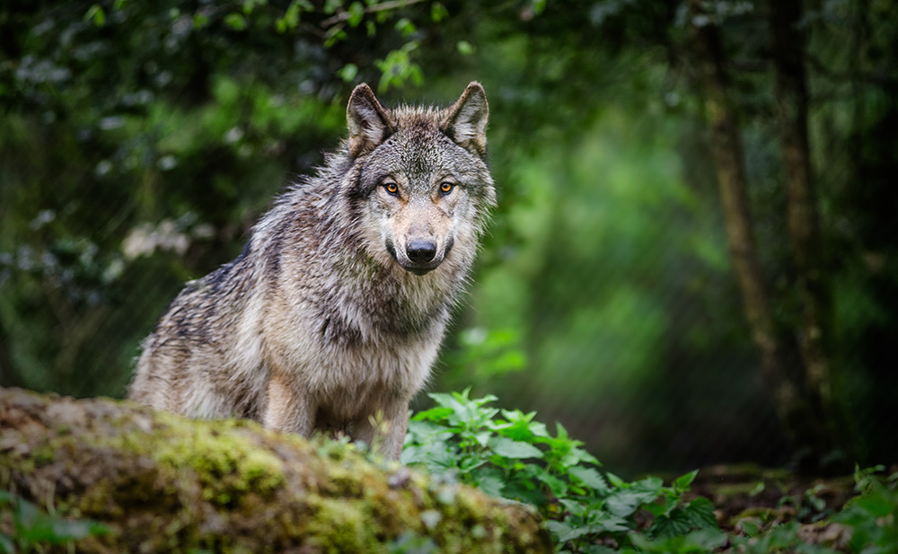 Wolf reports show continued livestock losses, more packs