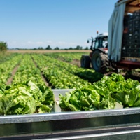 Study finds skyrocketing cost of regulatory compliance for California lettuce growers