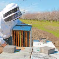 Bees take flight to pollinate almond crop