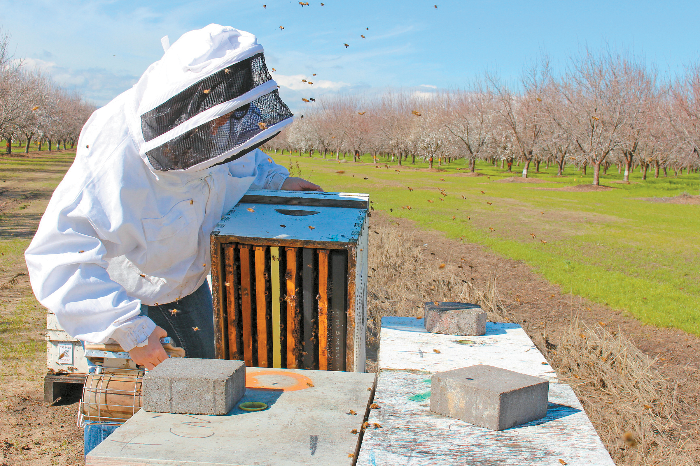 Bees take flight to pollinate almond crop