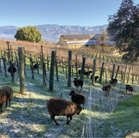 Contract grazing boosts livestock owners, vineyards