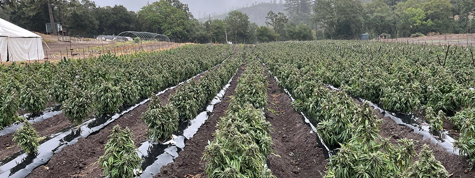 Hemp producers weigh potential fallout of new law&nbsp;