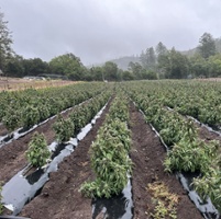 Hemp producers weigh potential fallout of new law 