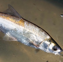 Agencies to consider species and habitat protection rules