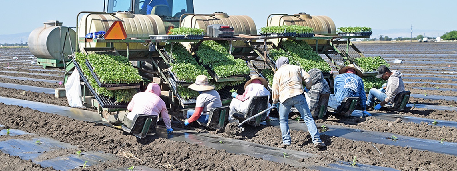 Growers look to grafted watermelons to battle pests