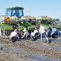 Growers look to grafted watermelons to battle pests