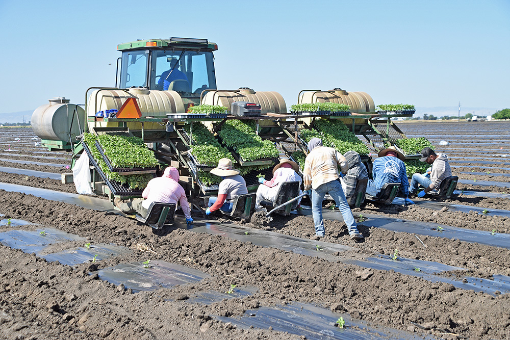 Growers look to grafted watermelons to battle pests