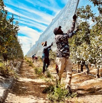 State's fresh apples compete against old Washington fruit