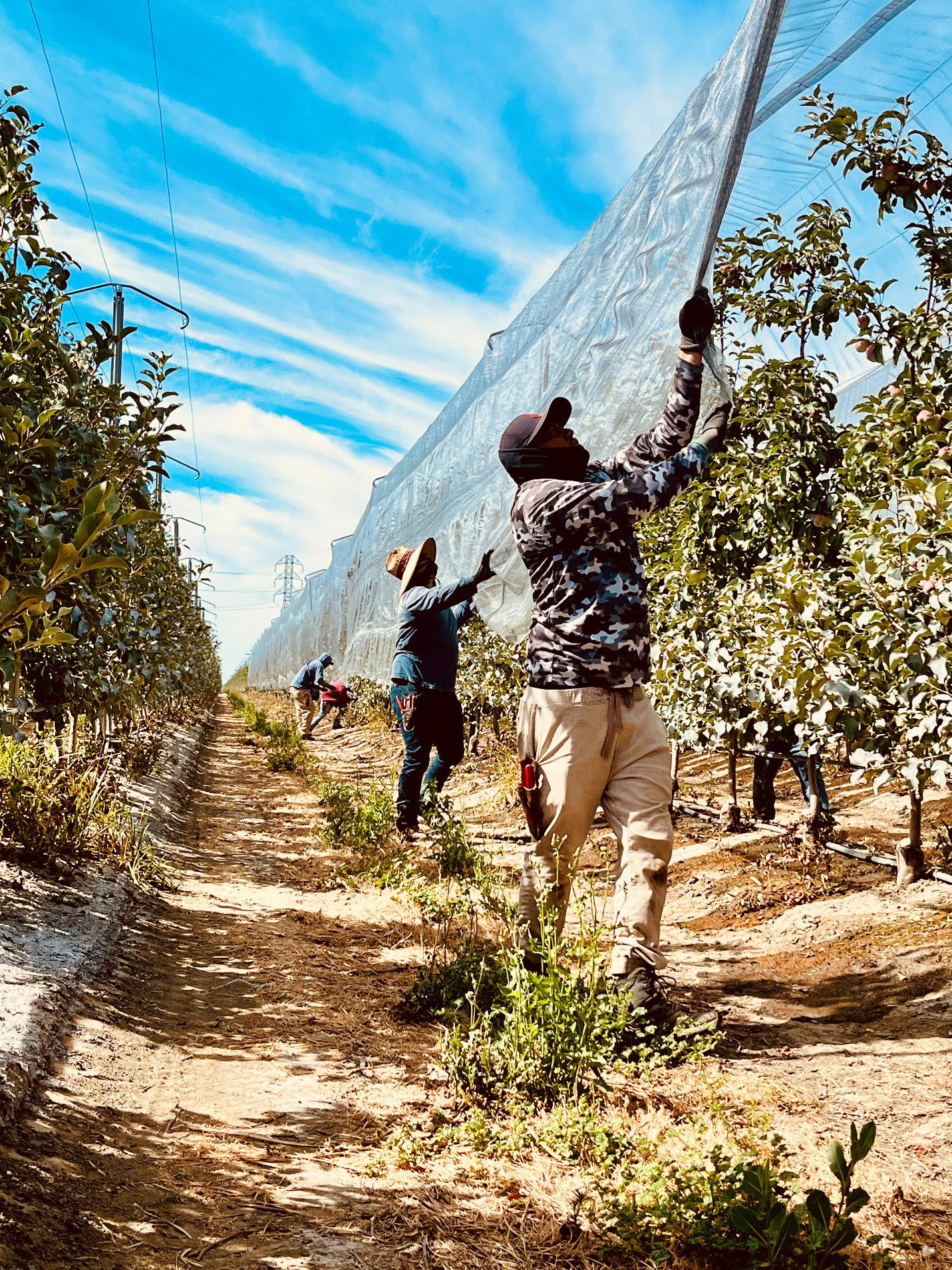 State's fresh apples compete against old Washington fruit