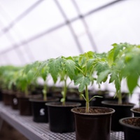 Nurseries feel the pain of climbing natural gas prices