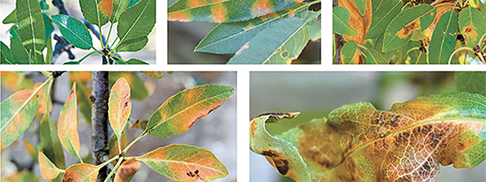 Tools to control aggressive red leaf blotch a priority