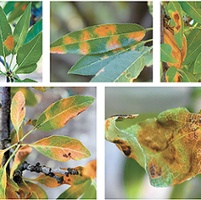 Tools to control aggressive red leaf blotch a priority