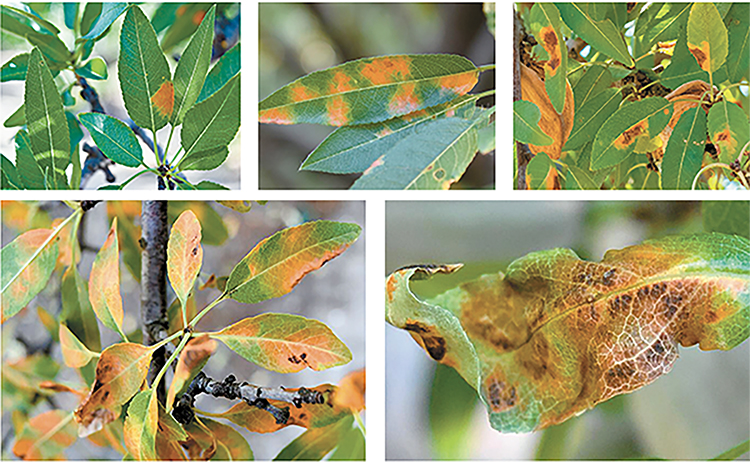 Tools to control aggressive red leaf blotch a priority