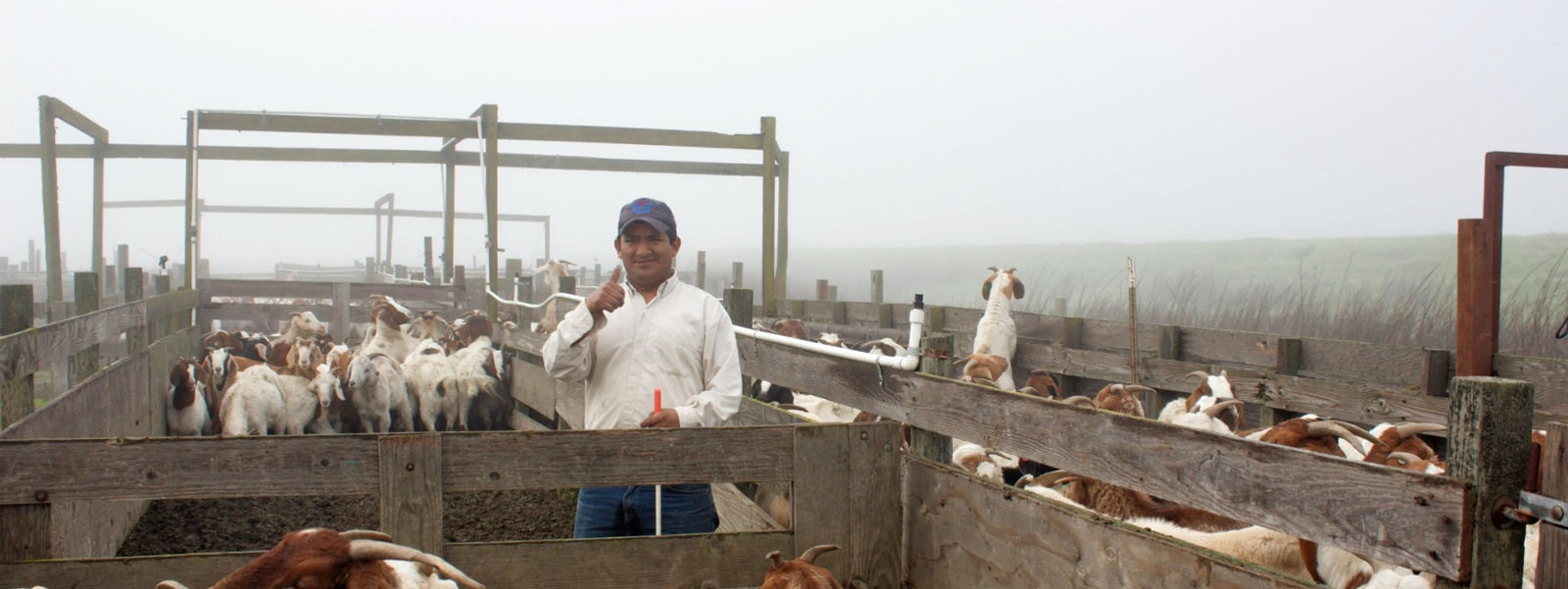California grazing sector threatened as goat herder wage soars to $240K