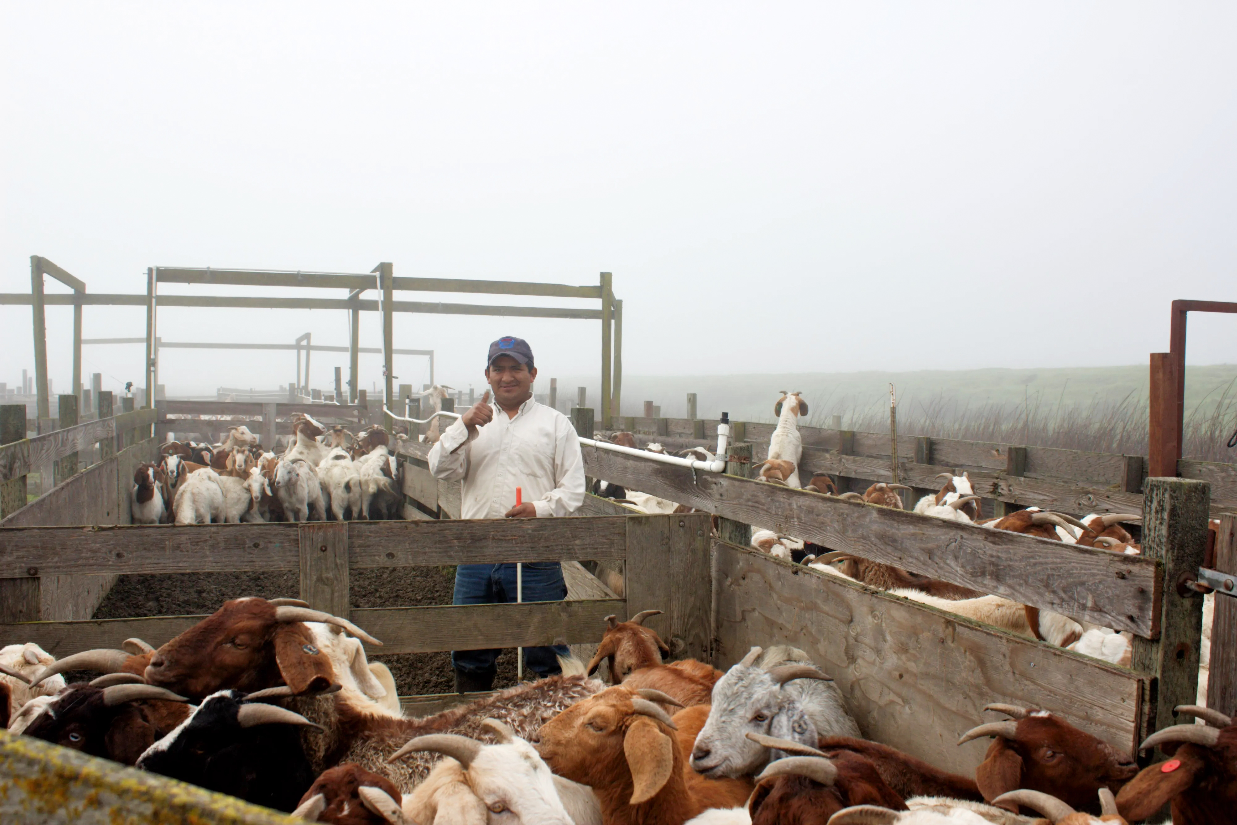 California grazing sector threatened as goat herder wage soars to $240K