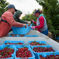 Farm sells its 'export-quality' cherries to Americans