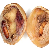 How will early blooms and light crop affect navel orangeworms?