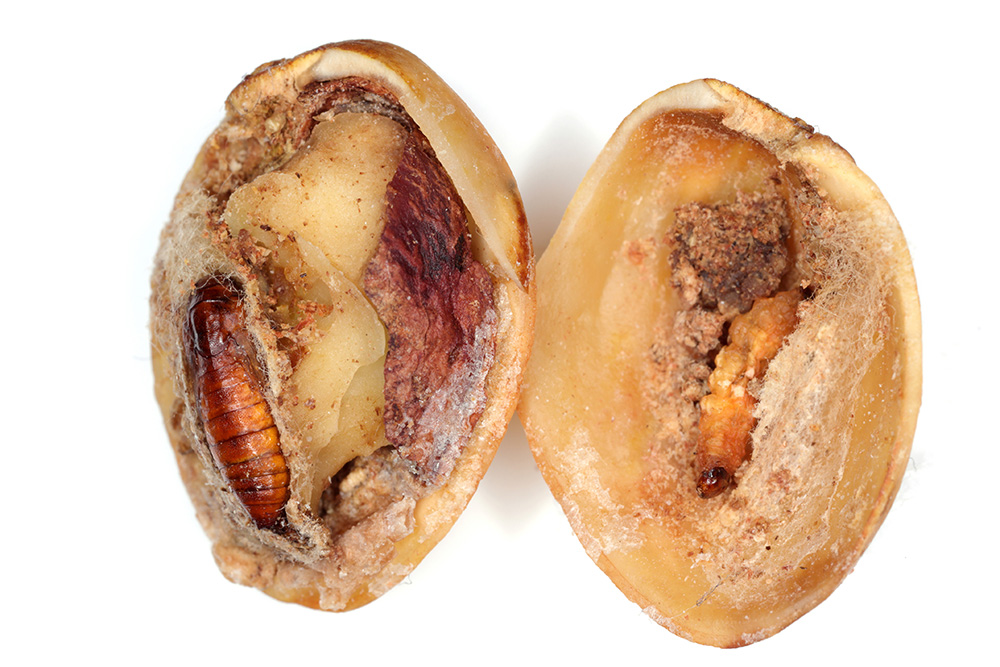 How will early blooms and light crop affect navel orangeworms?