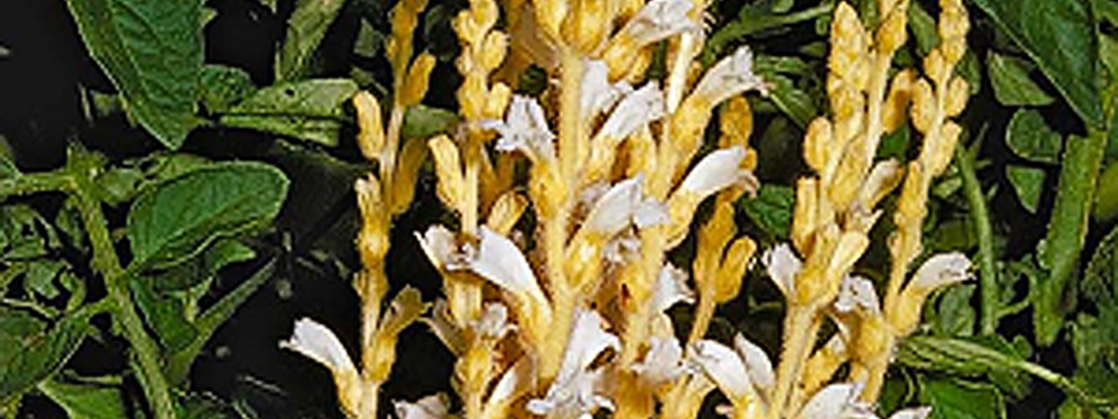 Tomato agreement aims to manage parasitic weed