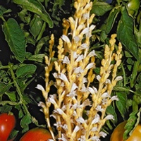 Tomato agreement aims to manage parasitic weed