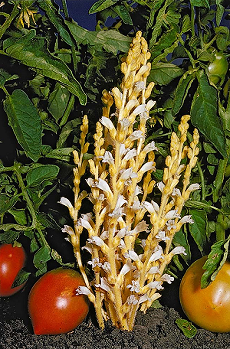 Tomato agreement aims to manage parasitic weed