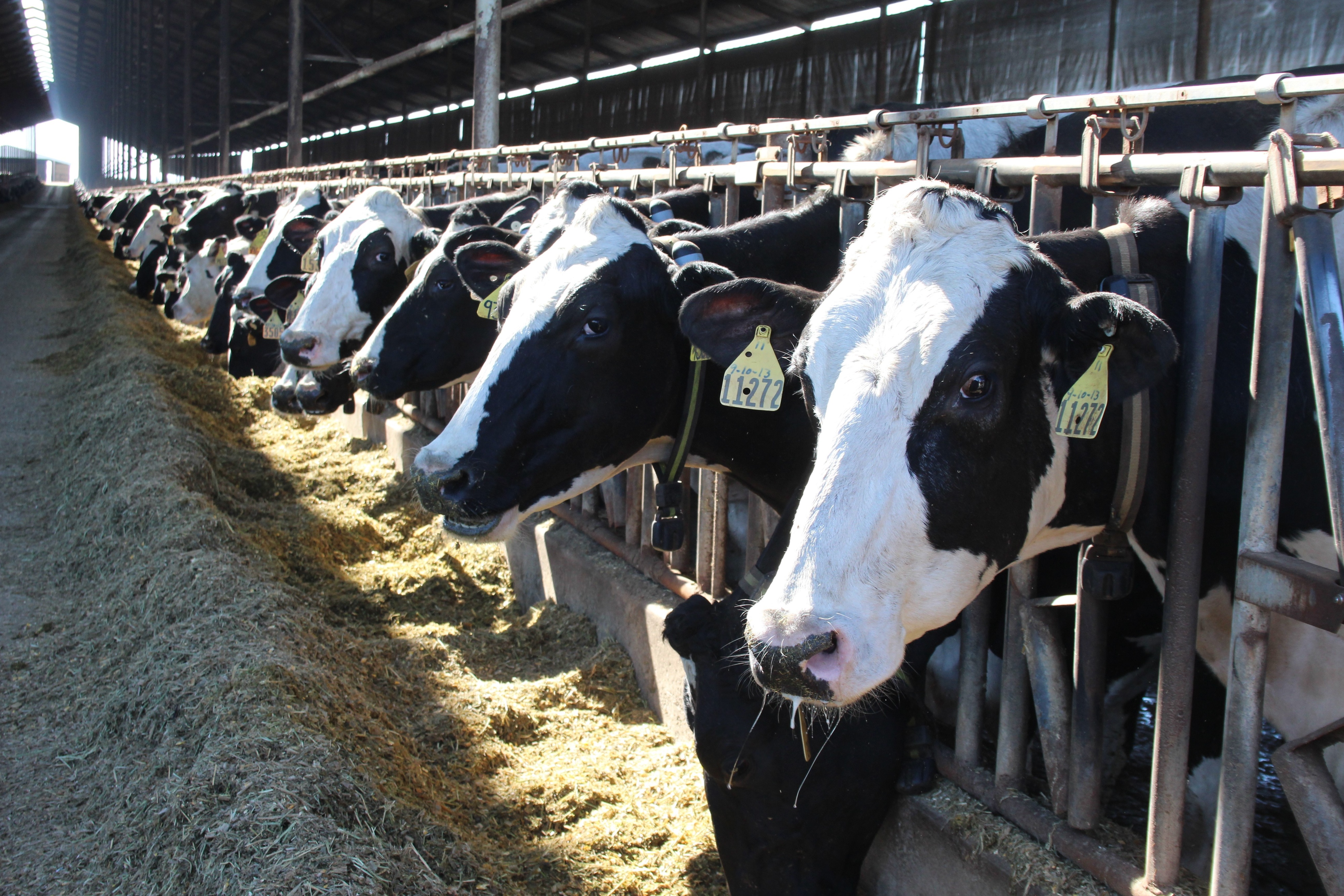 Though prepared, dairy 'baffled' by spread of bird flu