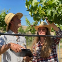 Grape growers turn to sap sampling to monitor crop