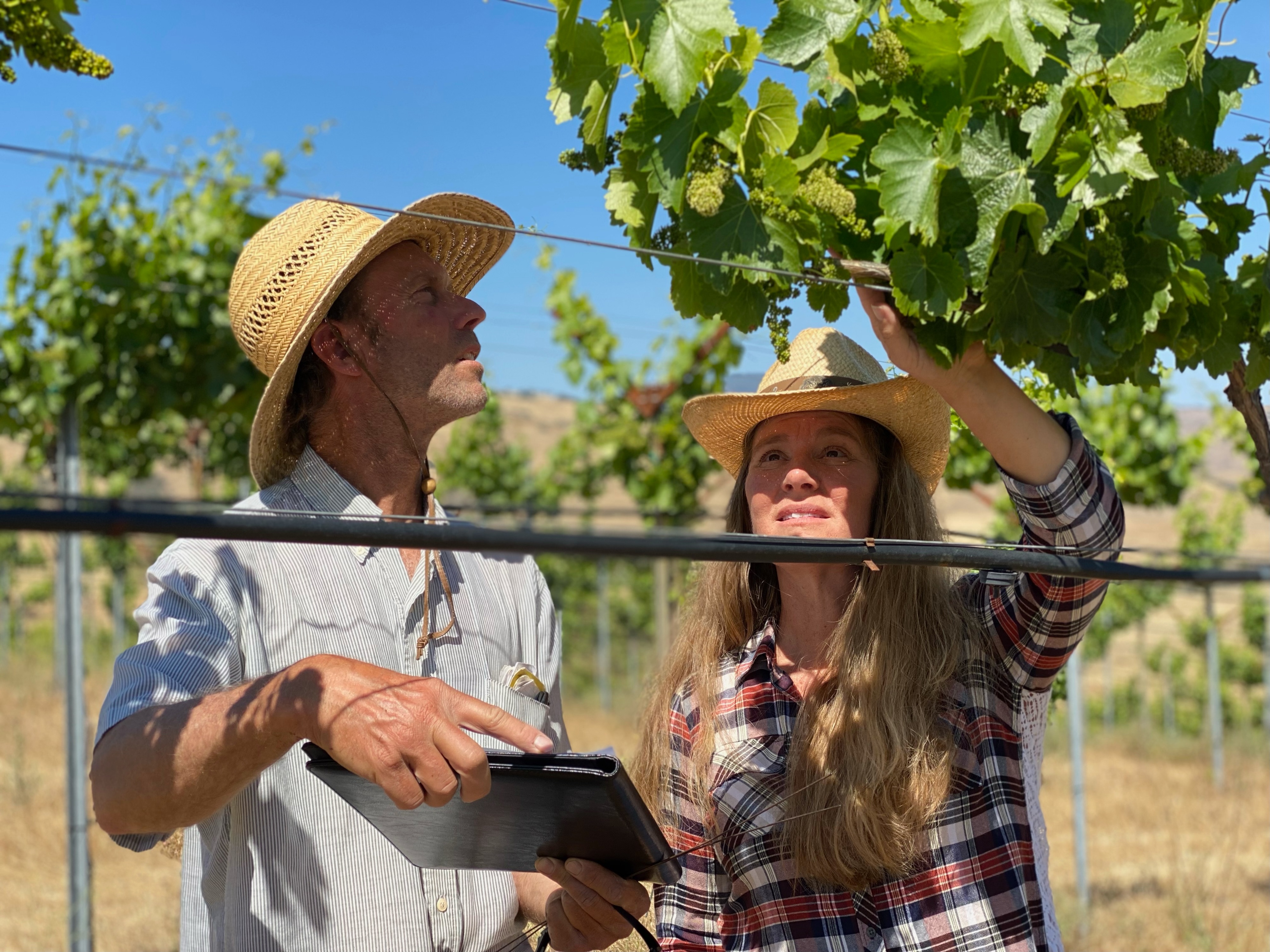 Grape growers turn to sap sampling to monitor crop