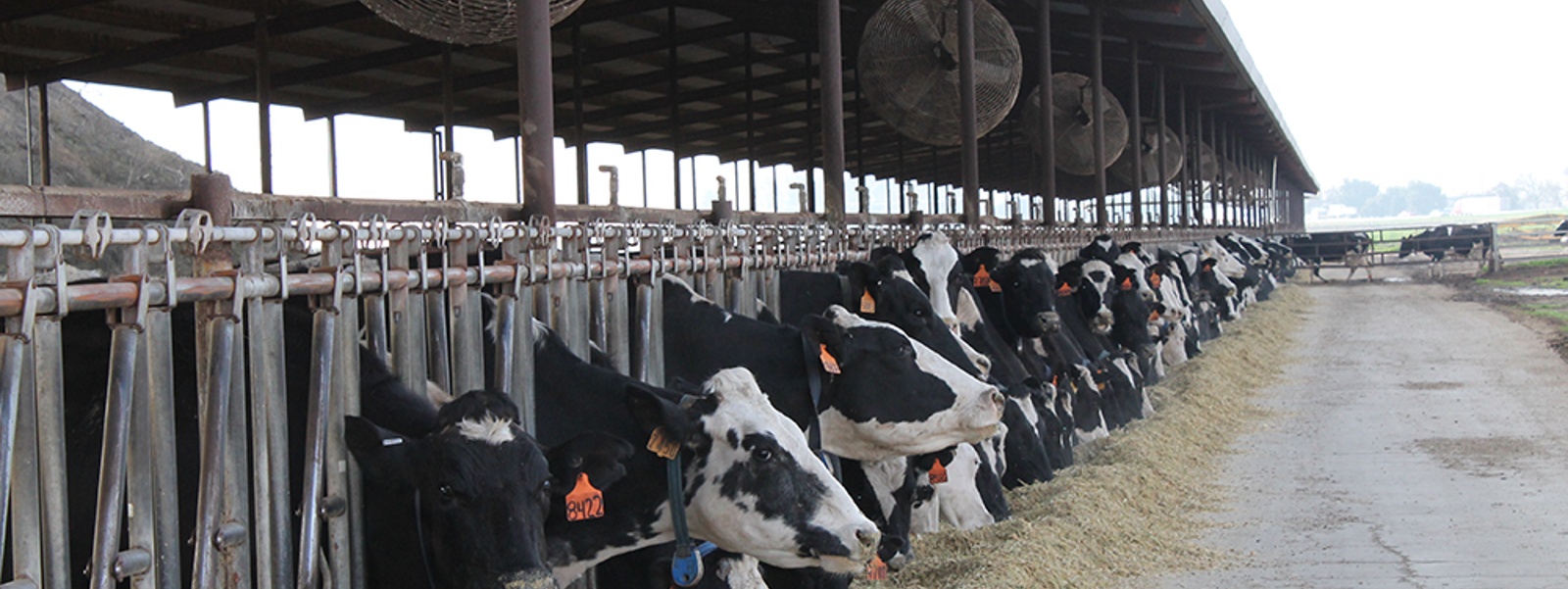 Precision is key to reducing antibiotic use on dairies