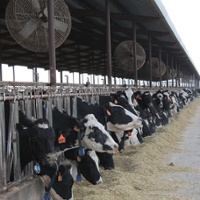Precision is key to reducing antibiotic use on dairies