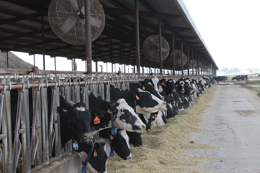 Precision is key to reducing antibiotic use on dairies