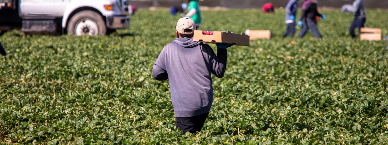 Farm labor bills in Congress face a tough path to passage