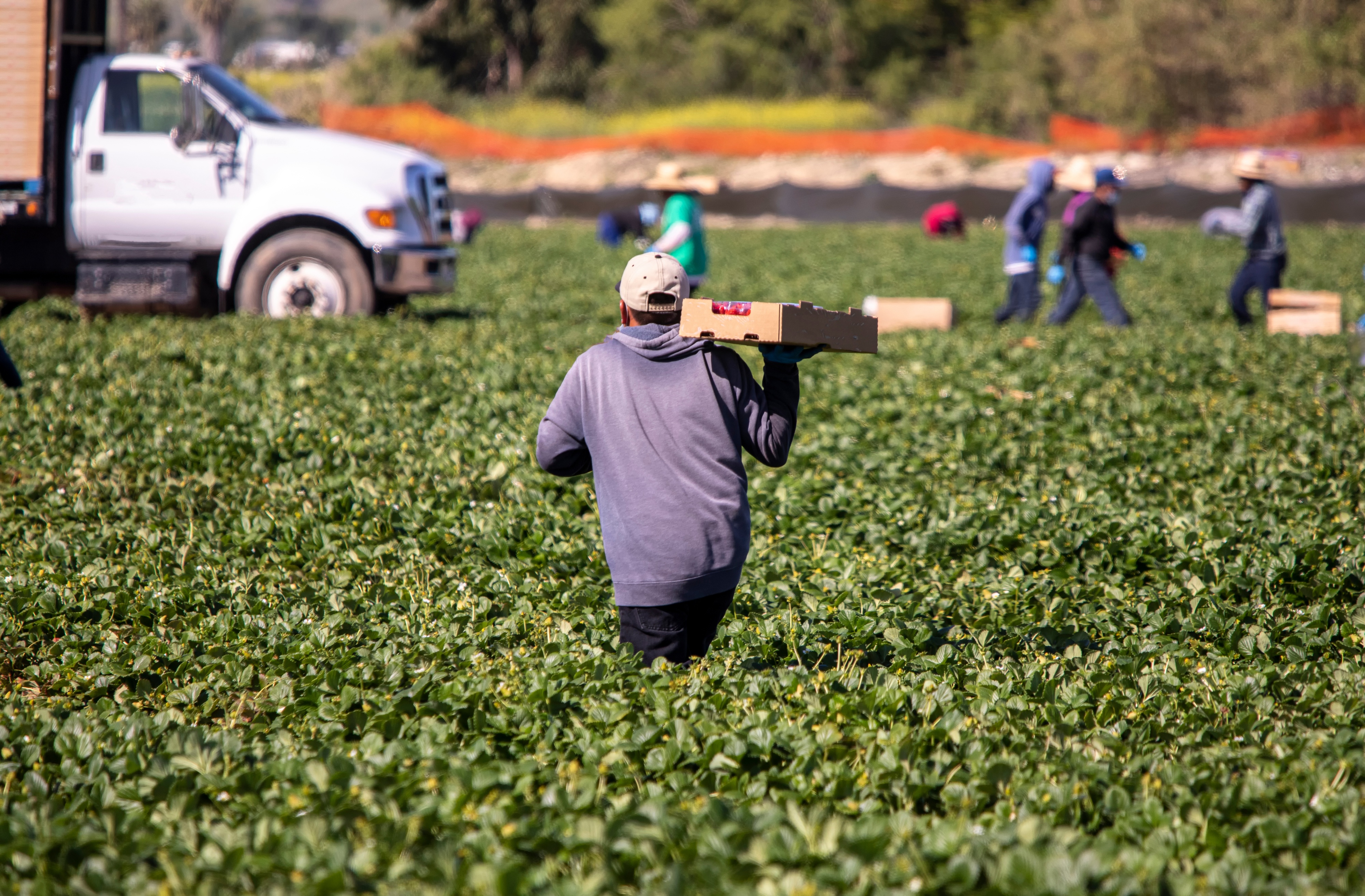 Farm labor bills in Congress face a tough path to passage