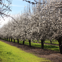 CEO: Innovation, exports to guide almond rebound