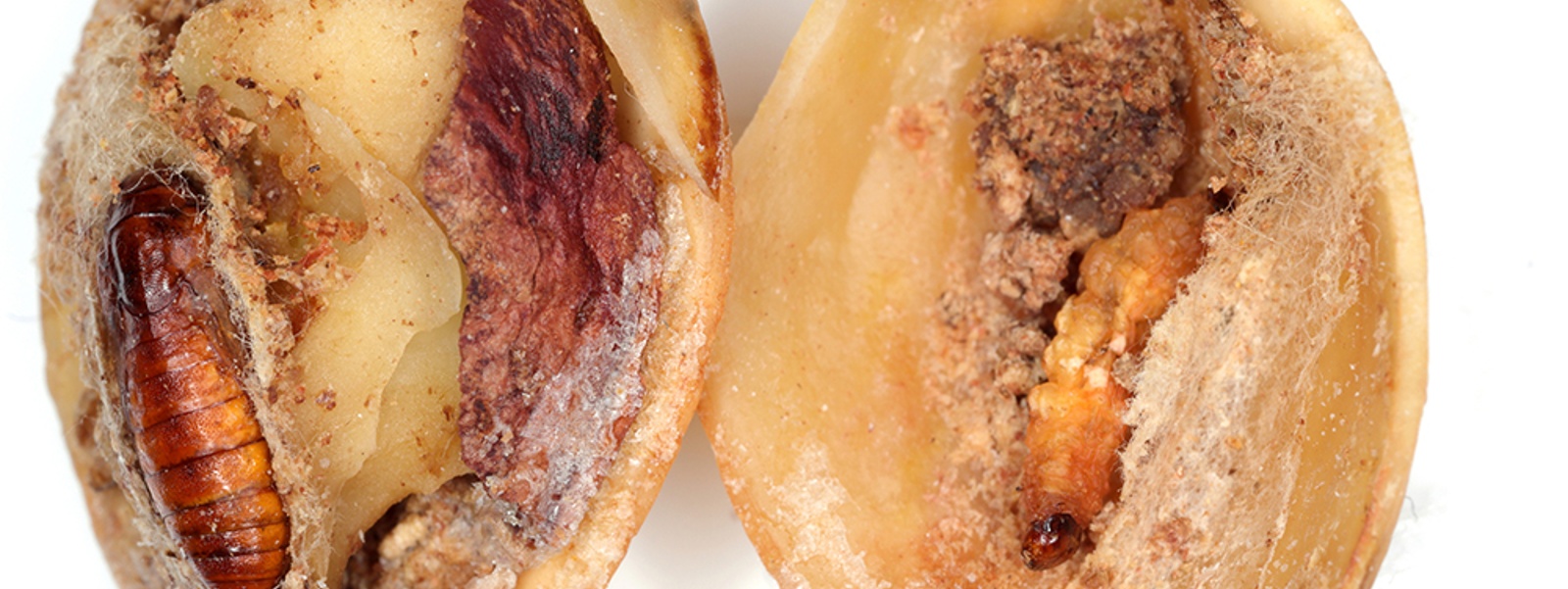 What are important&nbsp;winter sanitation steps for tree nuts?