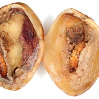 What are important winter sanitation steps for tree nuts?