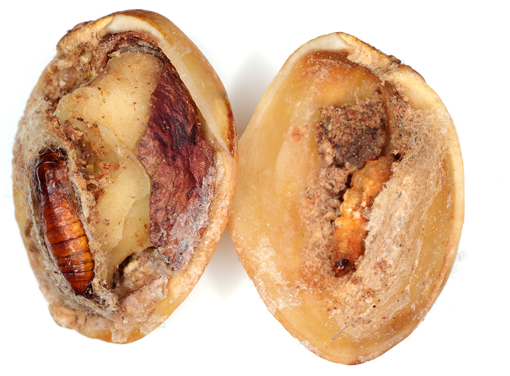 What are important winter sanitation steps for tree nuts?