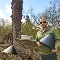 Date growers keep eye on movement of palm weevil