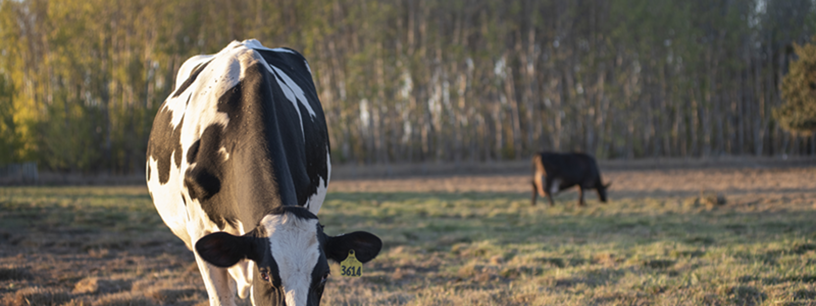 Sonoma livestock farms face threat in ballot measure