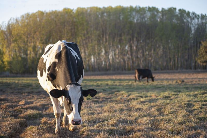 Sonoma livestock farms face threat in ballot measure
