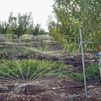 Almond orchard audits seek to improve irrigation