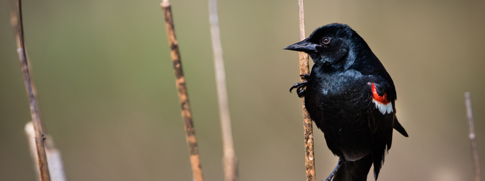 Program to delay harvest protects birds and farmers