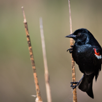 Program to delay harvest protects birds and farmers