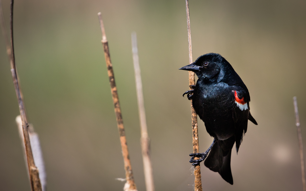 Program to delay harvest protects birds and farmers