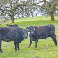 Is grass-fed beef more sustainable? Result is unclear