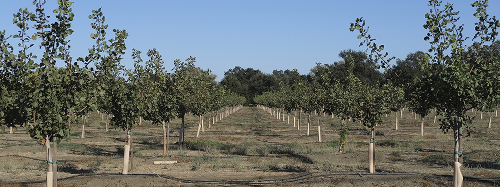 Food trends boost pistachio market as production rises